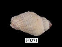 藏品(梨形珊瑚螺)的圖片